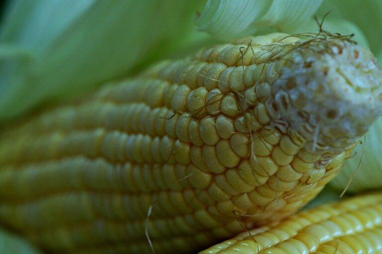 Poultry Farming and Carbon Footprint Reduction: Sky247, Diamondexch9, Tigerexch247